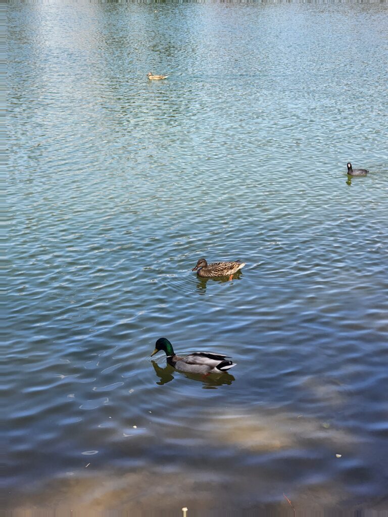 Ducks swimming in Salem Pond
